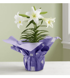 Easter Sentiment™ Lily Plant. An arrangement by Flowers of Jacksonville.