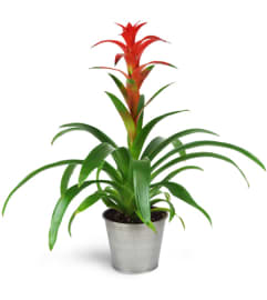 Hearty Bromeliad. An arrangement by Hialeah Flowers.