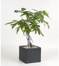 Decorative Money Tree. An arrangement by A Plus Flowers and Gifts.
