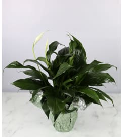 Small Decorative Peace Lily. An arrangement by Detas Heavenly Florist.