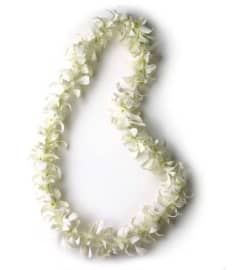 White Lei -PICK UP ONLY. An arrangement by Plaza Florist and Gifts.