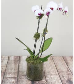 Classic Orchid Plant. An arrangement by The Flower Boutique.