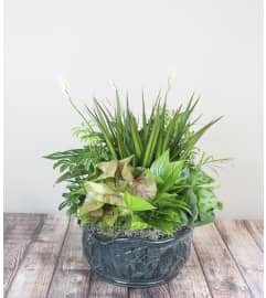 Large Dish Garden. An arrangement by The Flower Boutique.