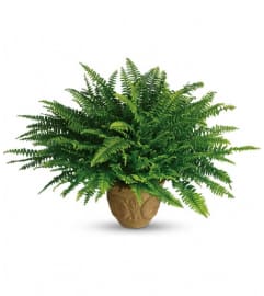 Teleflora's Heartwarming Thoughts Boston Fern. An arrangement by Dowling Flowers.