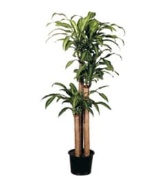 Corn Cane Plant. An arrangement by Jenilyn's Creations.