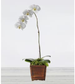 Awesome Phalaenopsis. An arrangement by Awesome Flowers.