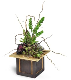 Modern Succulent Dish Garden. An arrangement by Berman's Flowers.