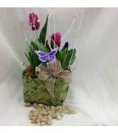 Spring Tulip Bulb Pot Garden. An arrangement by Vaillant Florist.