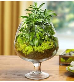 Brandy Glass Garden. An arrangement by Blessing and Blooms Florist.