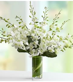 Orchid Embrace™ - White. An arrangement by Graceland Florist.
