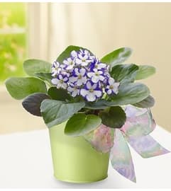Violet in Green Planter. An arrangement by Blessing and Blooms Florist.
