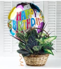 Birthday Dish Garden. An arrangement by Lovingly Charlotte.