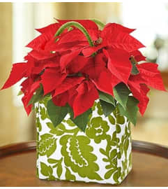 Poinsettia Plant in a Tote. An arrangement by Blessing and Blooms Florist.