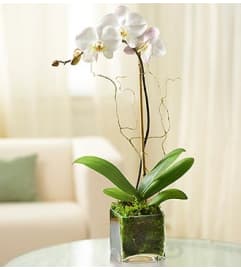 1 Stem White Phalaenopsis Orchid for Sympathy. An arrangement by Sicola's Florist.