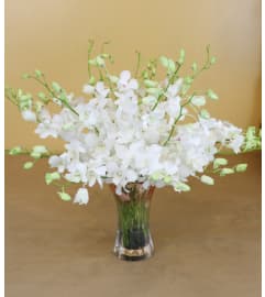 Dendrobium Forest. An arrangement by Ditmars Flower Shop.