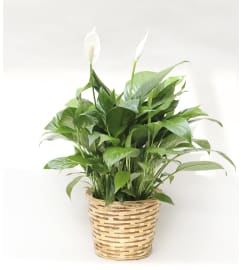 Peace Lily Basket. An arrangement by Flowers by Peter.