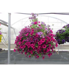 Mixed Outdoor Hanging Basket. An arrangement by Buds and Blooms at Enumclaw.