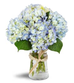 Cloud Nine™. An arrangement by Hialeah Flowers.