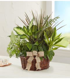 Classic Dish Garden for Sympathy. An arrangement by Graceland Florist.