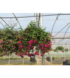 Fuchsia Hanging Basket. An arrangement by Buds and Blooms at Enumclaw. Fuchsia Hanging Basket. An arrangement by Buds and Blooms at Enumclaw.