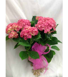 Pink Hydrangea Plant. An arrangement by Vaillant Florist.
