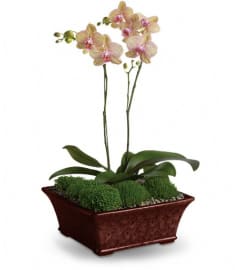 Divine Orchid. An arrangement by Sunrise Greenery.
