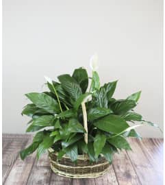 The Flower Boutique Peace Lily Planter. An arrangement by The Flower Boutique.