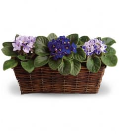 Sweet Violet Trio. An arrangement by Artistic Way Flowers.