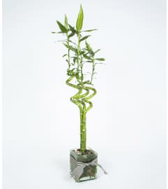 Simply Bamboo. An arrangement by La Petite Florist and Gifts.