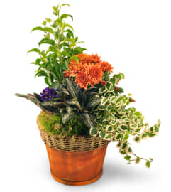 Blooming Dish Garden. An arrangement by Magical Flowers for You.