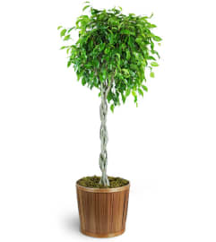 Braided Ficus Tree. An arrangement by Flowers By Stephanie.