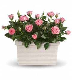 Rose Repose. An arrangement by Devine Orchid.