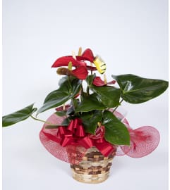 Decorative Anthurium Plant. An arrangement by Erleene's Florist.