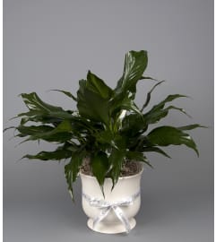 Sympathy Ceramic Planter. An arrangement by Forked River Florist.