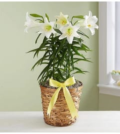 Easter Sentiments™ Lily Plant. An arrangement by Blessing and Blooms Florist.