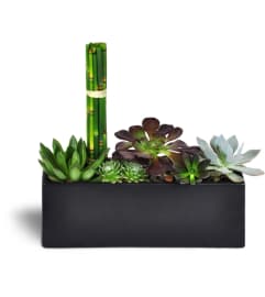 Succulent Zen Oasis™. An arrangement by Vemongi Flowers.
