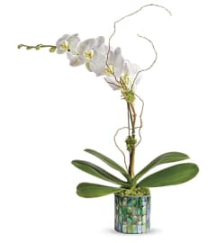 Teleflora's Stained Glass Orchid. An arrangement by Marivel's Florist and Gifts.