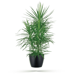 Marginata Plant. An arrangement by Jenilyn's Creations.