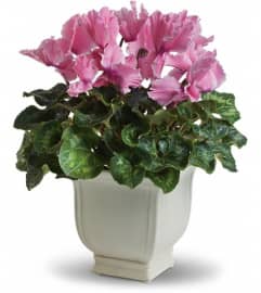 Sunny Cyclamen. An arrangement by Margaret's Florist.