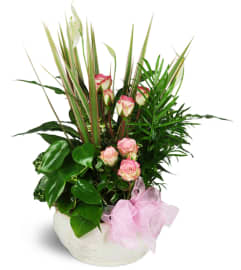 Sweet Memories Sympathy Planter™. An arrangement by Hialeah Flowers.