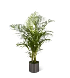 The FTD® Palm. An arrangement by Detroit Floral.