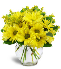 Ord Ct Florist Free Flower Delivery In Dillon S Daisy Dreams
