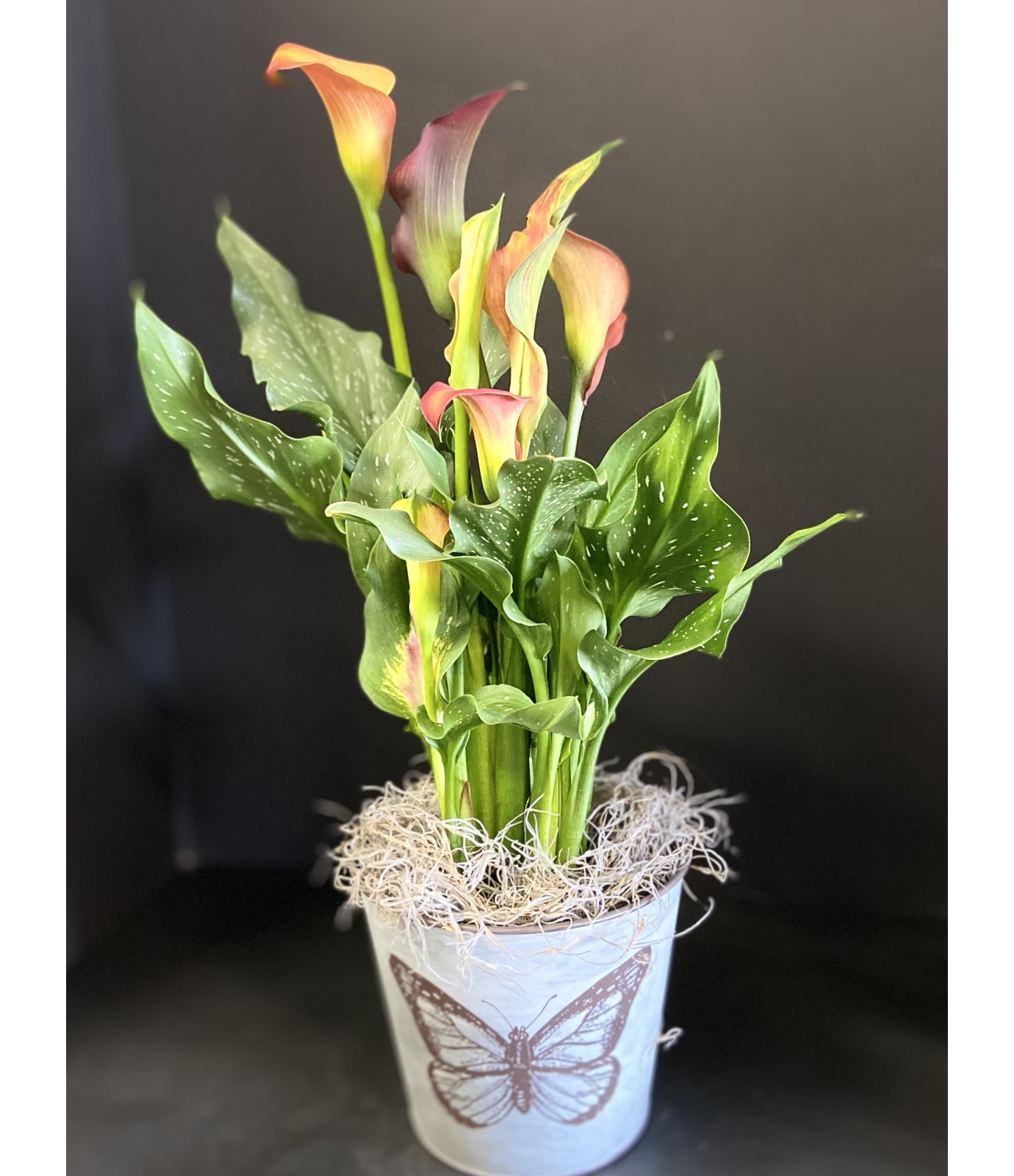 Why Are My Calla Lily Leaves Turning Yellow Reasons And