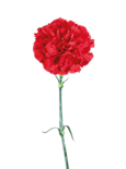 Carnations