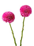 Chrysanthemums