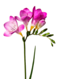 Freesia