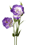 Lisianthus