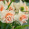 Spring Assorted Flower Bucket 30, 45, or 60 Stem