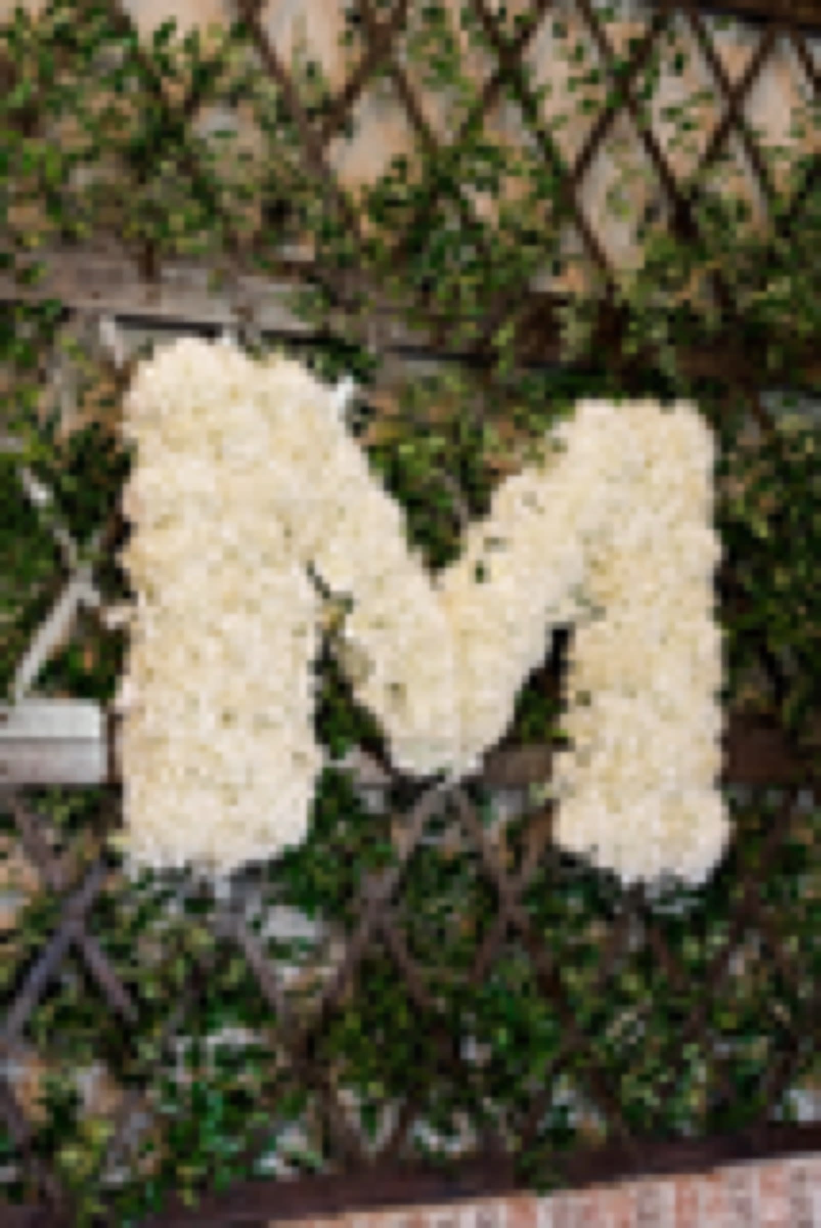 Wedding flowers by Sicola's Florist