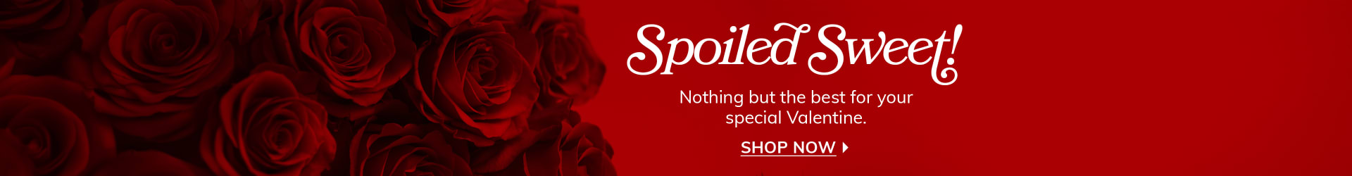 Beautiful red roses on a red background to celebrate Valentine's Day - flower delivery in Miami Springs